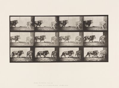 Plate 726. Lion and Lioness; Walking 作者 爱德沃德·迈布里奇