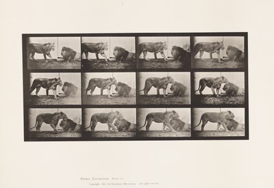 Plate 727. Lioness; Walking; Lion; Lying Down 作者 爱德沃德·迈布里奇