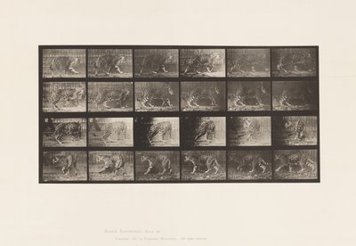 Plate 731. Jaquar; A, Walking; B, Turning Around 作者 爱德沃德·迈布里奇