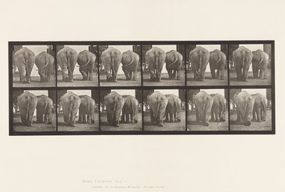 Plate 735. Elephants; Two, Walking 作者 爱德沃德·迈布里奇