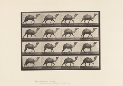 Plate 736. Egyptian Camel; Racking 作者 爱德沃德·迈布里奇