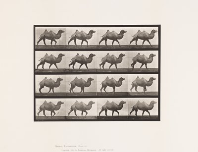 Plate 737. Bactrian Camel; Walking 作者 爱德沃德·迈布里奇