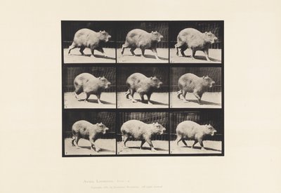 Plate 746. Capybara; Walking 作者 爱德沃德·迈布里奇
