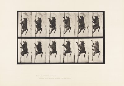Plate 749. Baboon; Climbing a Pole 作者 爱德沃德·迈布里奇