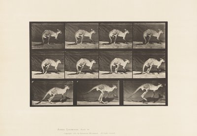 Plate 751. Kangaroo; Walking on All-Fours; Change to Jumping 作者 爱德沃德·迈布里奇