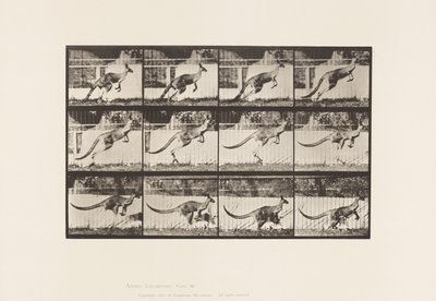 Plate 752. Kangaroo; Jumping 作者 爱德沃德·迈布里奇