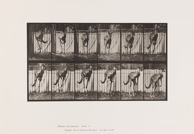 Plate 754. Kangaroo; Jumping 作者 爱德沃德·迈布里奇