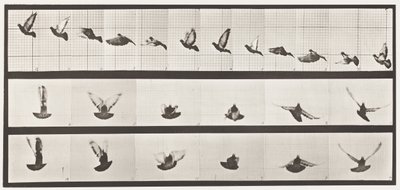 板块755。鸽子；飞行 作者 Eadweard Muybridge
