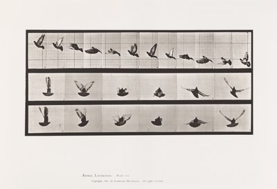 Plate 755. Pigeon; Flying 作者 爱德沃德·迈布里奇