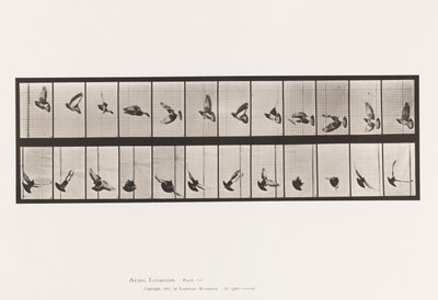 Plate 756. Pigeon; Flying 作者 爱德沃德·迈布里奇