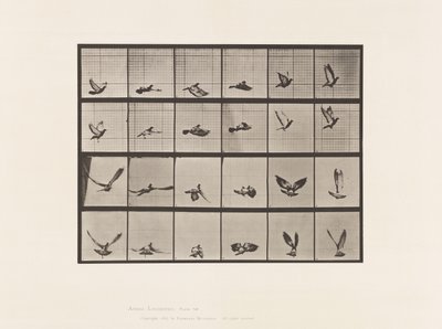Plate 757. Pigeon; Flying 作者 爱德沃德·迈布里奇