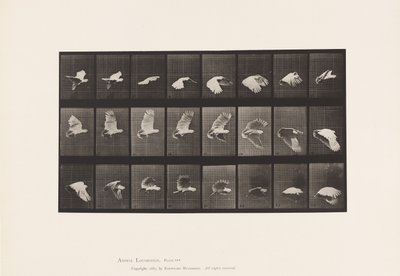 Plate 758. Cockatoo; Flying 作者 爱德沃德·迈布里奇