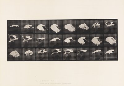 Plate 759. Cockatoo; Flying 作者 爱德沃德·迈布里奇