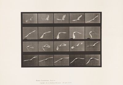 Plate 760. Cockatoo; Flying 作者 爱德沃德·迈布里奇