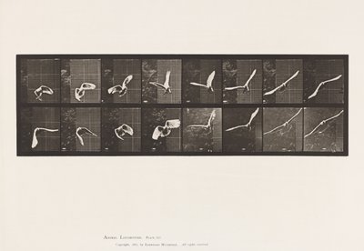 Plate 761. Cockatoo; Flying 作者 爱德沃德·迈布里奇