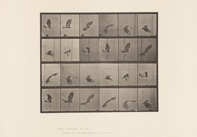 Plate 763. Red-Tailed Hawk; Flying 作者 爱德沃德·迈布里奇