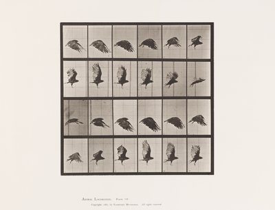 Plate 765. Vulture; Flying 作者 爱德沃德·迈布里奇