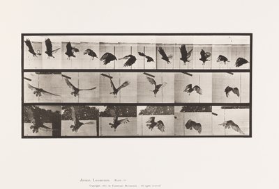 Plate 767. Vulture; Flying 作者 爱德沃德·迈布里奇