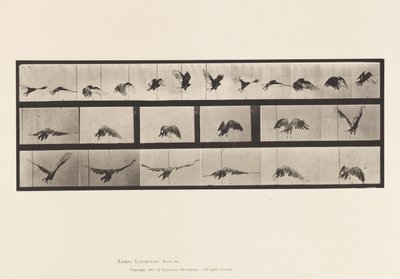 Plate 768. Vulture; Flying 作者 爱德沃德·迈布里奇