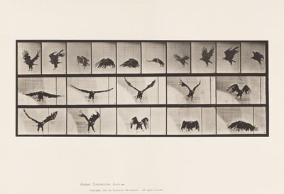 Plate 769. American Eagle; Flying 作者 爱德沃德·迈布里奇
