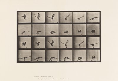 Plate 771. American Eagle; Flying Near the Ground 作者 爱德沃德·迈布里奇