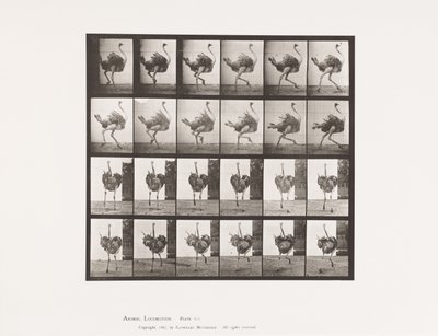 Plate 773. Ostrich; Running 作者 爱德沃德·迈布里奇