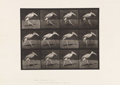 Plate 774. Adjutant; Walking 作者 爱德沃德·迈布里奇