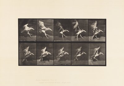 Plate 775. Adjutant; Flying Run 作者 爱德沃德·迈布里奇
