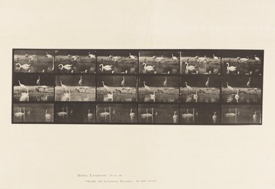Plate 776. Storks; Swans, etc, A, B, C 作者 爱德沃德·迈布里奇