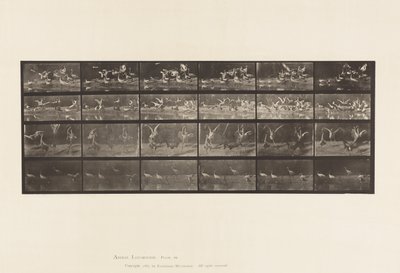 Plate 777. Storks; etc, A, B, C, D 作者 爱德沃德·迈布里奇