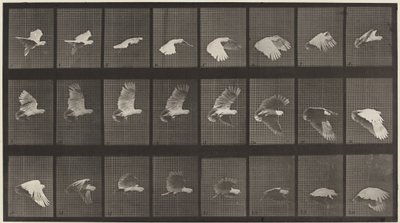 牌号 758。鹦鹉飞行，1887 年（照片） 作者 爱德沃德·迈布里奇