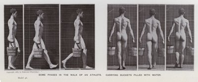 The Human Figure in Motion: Some phases in the walk of an athlete, carrying buckets filled with water (b/w photo) 作者 爱德沃德·迈布里奇
