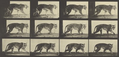 老虎行走，板块729来自动物运动，1887年 作者 爱德沃德·迈布里奇