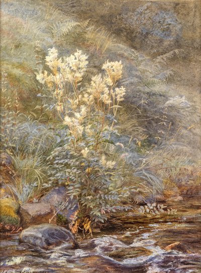 草地上的草地甜蜜，因弗内斯郡，约1883年（水彩用白色增强） 作者 伊迪丝·马丁诺（Edith Martineau）