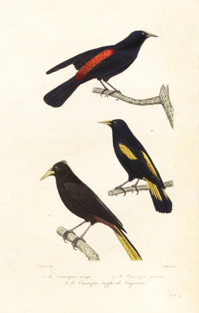 Cacique 种类和冠状 oropendola。 作者 爱德华（之后）特拉维斯