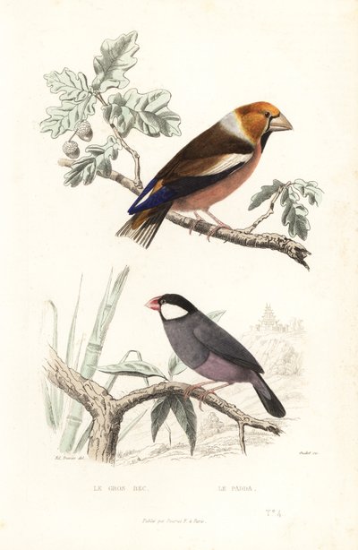 Hawfinch 和爪哇麻雀。 作者 爱德华（之后）特拉维斯