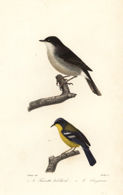Lesser whitethroat and yellow-throated warbler. 作者 爱德华（之后）特拉维斯