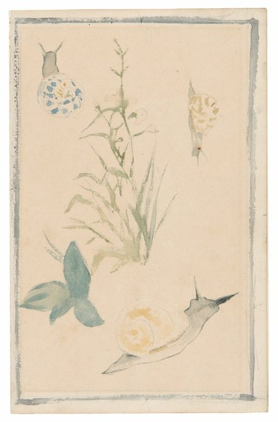 蜗牛素描、开花植物 作者 爱德华·马奈
