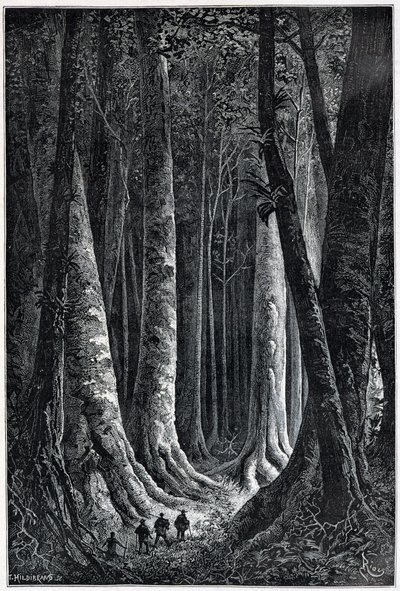 法属圭亚那森林，由Riou绘制，"Le Tour du Monde"，第二学期。1879. 作者 爱德华·里奥（Edouard Riou）