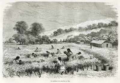在伊图阿塔山谷采摘古柯叶，E.Riou 作画，以说明在的喀喀地区和下秘鲁东部山谷的旅程，1873 年，Paul Marcoy。 在 Le tour du monde 雕刻 作者 爱德华·里奥（Edouard Riou）