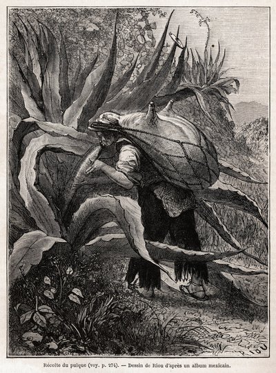 The collection of pulque, a traditional Aztec drink, resulting from the fermentation of the seve de l