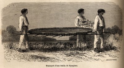Transport of a leaf and a flower of nymphea from Lake Nuna (perou), specimen reserve at P.Marcoy herbarium. Drawing by Riou, to illustrate the voyage from the Pacific Ocean to the Atlantic Ocean 作者 爱德华·里奥（Edouard Riou）