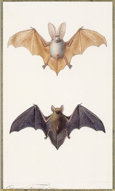 长耳蝙蝠和普通蝙蝠，1834年 作者 爱德华·特拉维斯