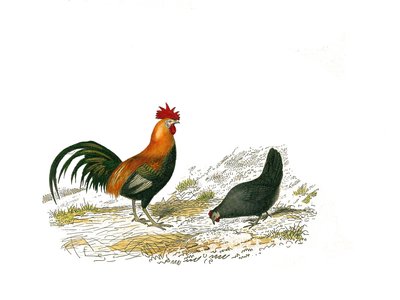 自然史委员会：代表鸡群的动物学委员会：公鸡和母鸡。博物伯爵博物学家乔治·路易·勒克莱尔克（Georges Louis Leclerc）所著的“布丰作品集”中的九幅鸟类画作 作者 爱德华·特拉维斯