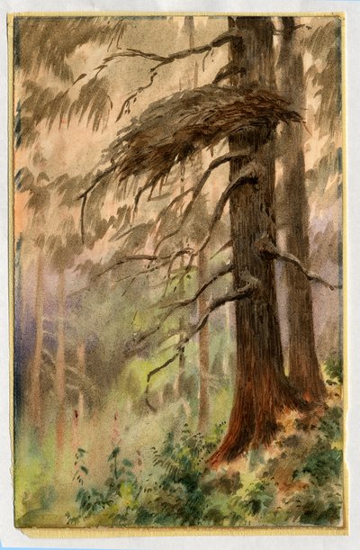苍鹰窝，1898-99（纸上写着） 作者 爱德华·阿德里安·威尔逊