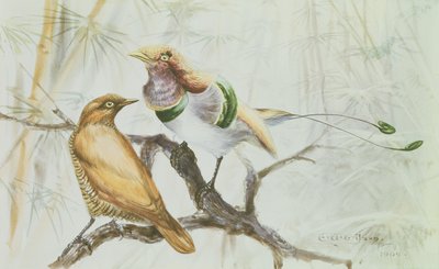 天堂鸟王，1909年（纸上写着） 作者 爱德华·阿德里安·威尔逊