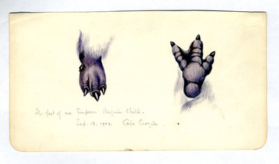 关于企鹅小鸡脚的两项研究，1901-04（纸上wc） 作者 爱德华·阿德里安·威尔逊