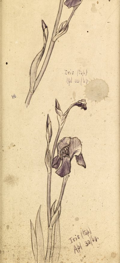 鸢尾花，1869年 作者 爱德华·伯恩·琼斯