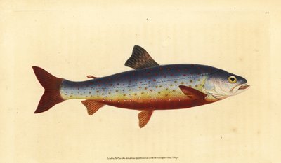 北极熊，Salvelinus alpinus alpinus（Salvelian charr，Salmo salvelinus）。爱德华-多诺万根据他的《英国鱼类自然史》绘制和雕刻的手绘铜版，多诺万和F.C.和J.雷文顿，伦敦 作者 爱德华·多诺万