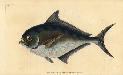 大西洋鲳鱼，Brama brama（雷氏齿状金头鱼，Sparus raii）。爱德华-多诺万根据他的《英国鱼类自然史》绘制和雕刻的手绘铜版，多诺万和F.C.和J.里文顿，伦敦 作者 爱德华·多诺万